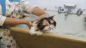 Katere vrste mila vas lahko prihranijo pred bolhami in za vse